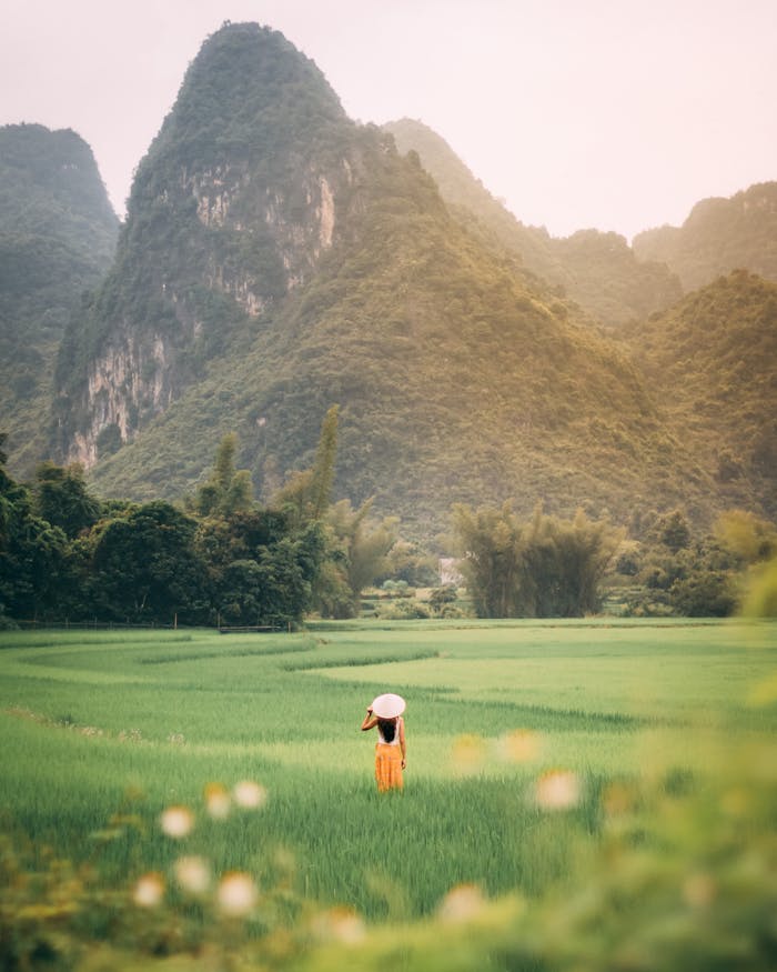Explore the tranquility of Vietnamese rice fields with majestic mountain views and serene countryside vibes.